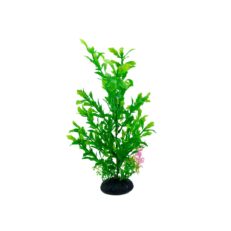 aquarium plant